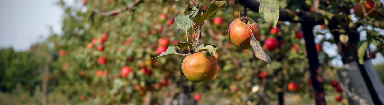 The Fruit of the Spirit