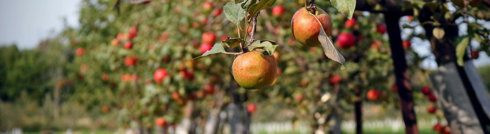 The Fruit of the Spirit