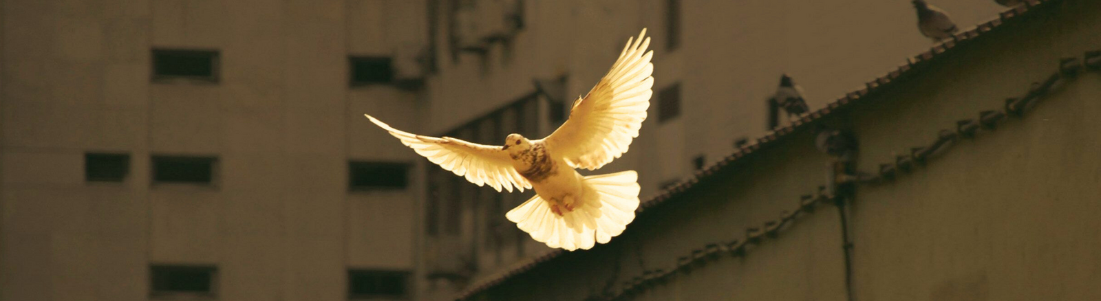 The Gospel of Peace