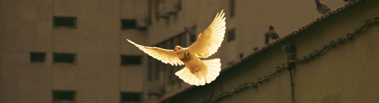 The Gospel of Peace