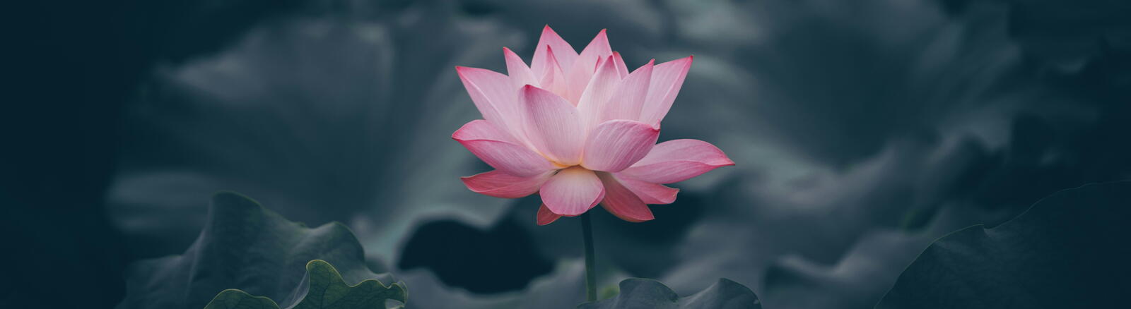 Meditation retreat