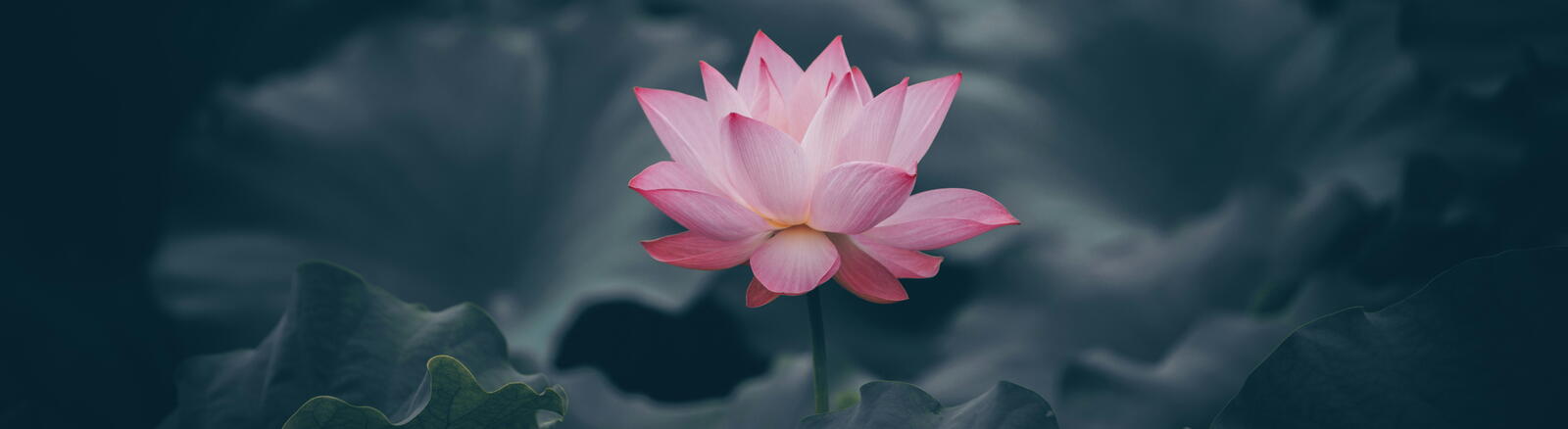 Meditation retreat