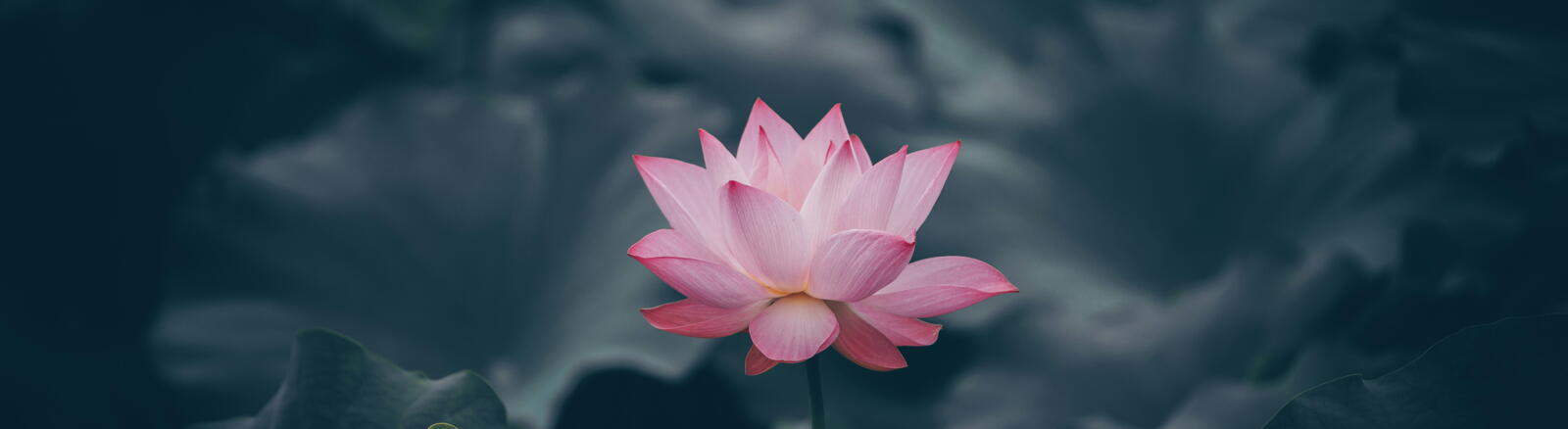 Meditation retreat