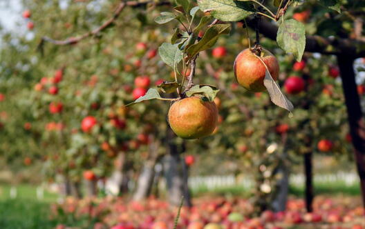 The Fruit of the Spirit