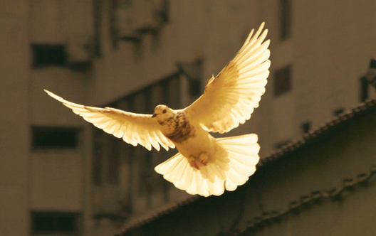 The Gospel of Peace