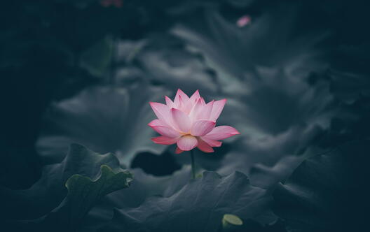 Meditation retreat